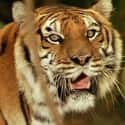 Kumal on Random Greatest Tiger Characters