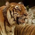 Sangha on Random Greatest Tiger Characters