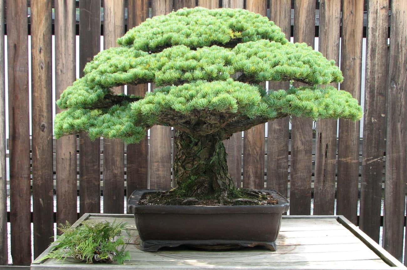400-Year-Old Bonsai Tree That Survived The Hiroshima Bombing