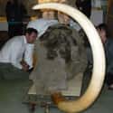 The Head Of The Yukagir Mammoth (Excavated 2002) on Random Fascinating Photos Of Animal Remains That Made Us Say ‘Whoa’
