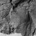 The Skin Impression Of A Centrosaurus on Random Fascinating Photos Of Animal Remains That Made Us Say ‘Whoa’