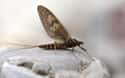 Mayflies on Random Animals With Shortest Life Expectancy