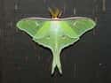 Luna Moth on Random Animals With Shortest Life Expectancy