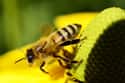 Worker Bees on Random Animals With Shortest Life Expectancy