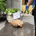 Cool As A Cucumber on Random Heartwarming Dog Photos