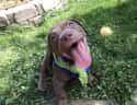 Play Ball! on Random Heartwarming Dog Photos