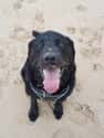 Beach Buddy on Random Heartwarming Dog Photos