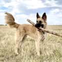 This Stick Is Mine Now, Thanks on Random Heartwarming Dog Photos