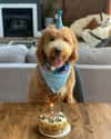 Happy Birthday, Zuko! on Random Heartwarming Dog Photos