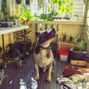 Do You Even Garden Bro? on Random Heartwarming Dog Photos