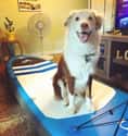 The 'Johnny Tsunami' Remake Looks Amazing on Random Heartwarming Dog Photos