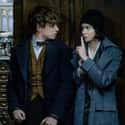 Newt And Tina's Relationship In 'Fantastic Beasts: The Crimes of Grindelwald' Seems Nonexistent on Random Sequels That Totally Blew Up Relationships For No Reason