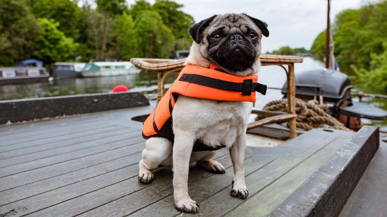 The 20 Best Dog Movies On Netflix, Ranked By Fans