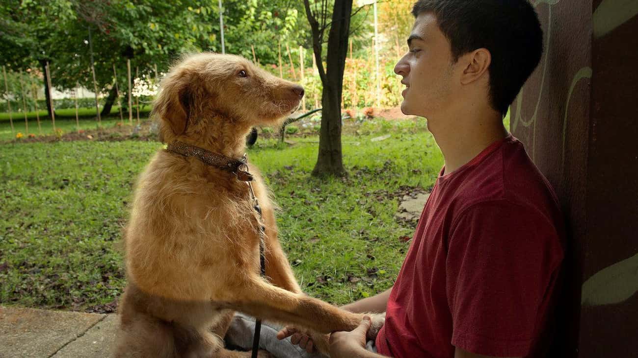 The 20 Best Dog Movies On Netflix, Ranked By Fans