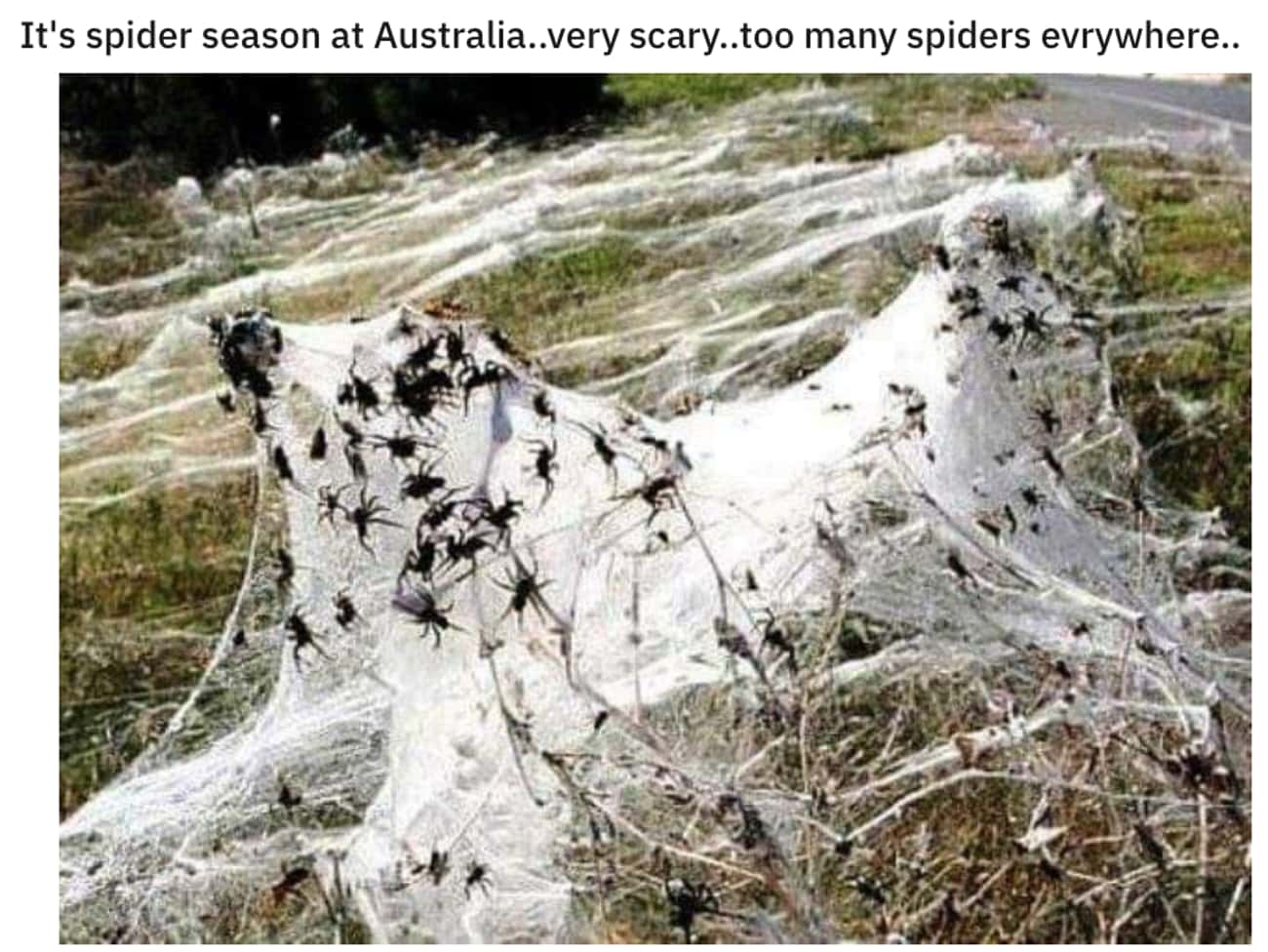 There Is A Spider Season