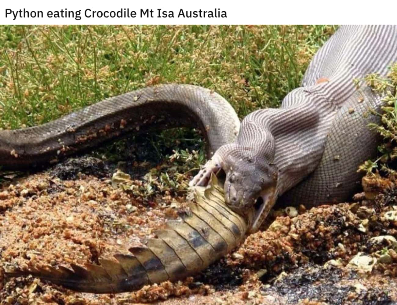 Python Vs. Crocodile