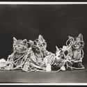 All Tangled Up, 1914 on Random Adorable Pictures of Cats Throughout History
