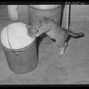 Sampling Some Fresh Milk, 1941 on Random Adorable Pictures of Cats Throughout History