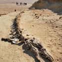 The Skeleton Of A Basilosaurus From More Than 30 Million Years Ago Found In Egypt’s “Valley Of The Whales”  on Random Fascinating Photos Of Animal Remains That Made Us Say ‘Whoa’