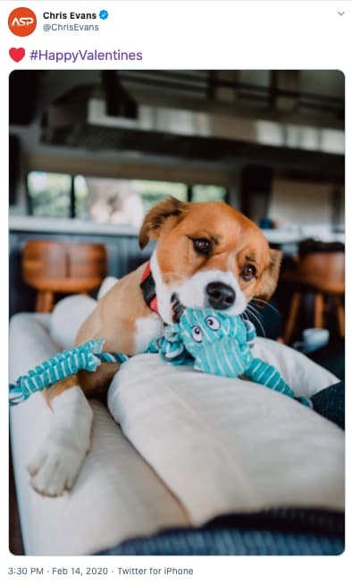 What Breed Is Chris Evans Dog Dodger