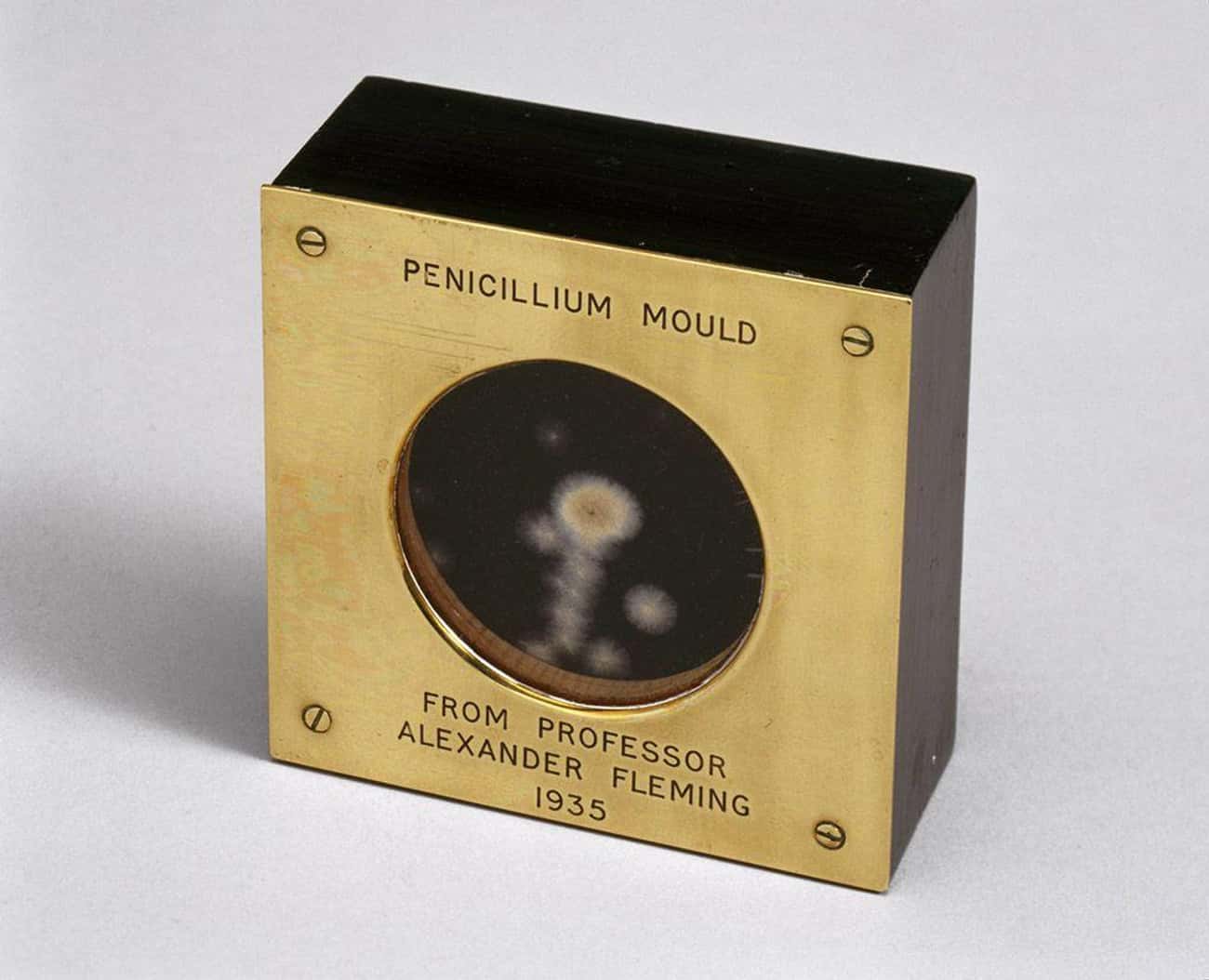 Penicillin Was Discovered When A Scientist Decided Not To Throw Out A Moldy Petri Dish