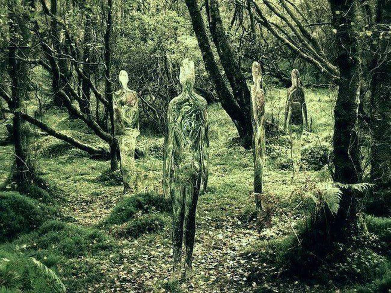Болото призраков. Стеклянные скульптуры в шотландском лесу Роб Малхолланд. Роб Малхолланд невидимые скульптуры. Прозрачные скульптуры от Роб Малхолланд. Стеклянные скульптуры в лесах Шотландии.