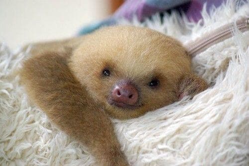 Pictures of Sloths | Cute Sloth Pics & Photos
