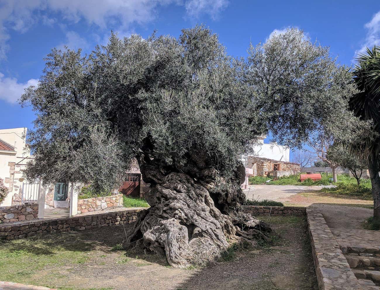 A 2,000-Year-Old Olive Tree In Greece That Still Produces Olives