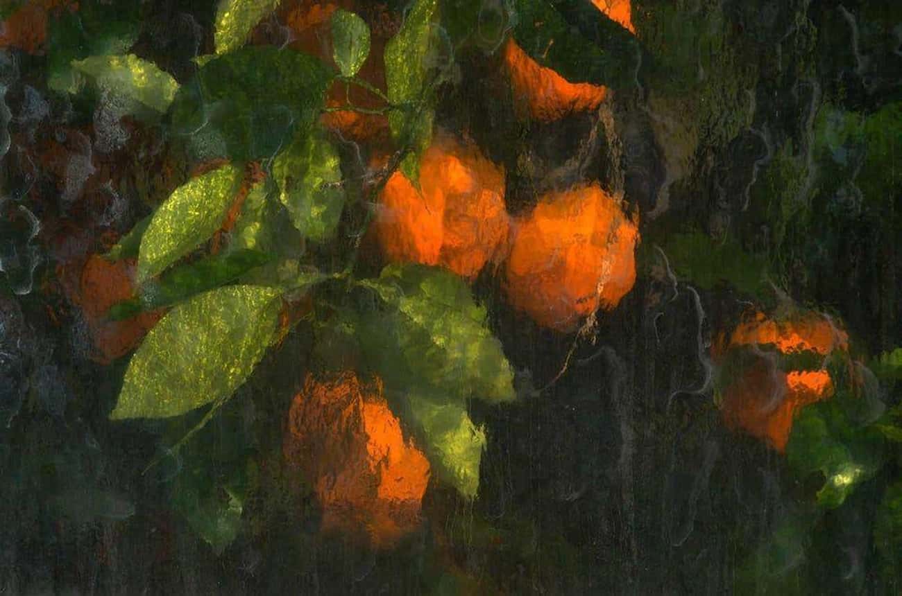 "Oranges Photographed Through The Glass Pane Of A Greenhouse"