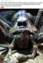 Aragog on Random Hidden Details About The 'Harry Potter' Villains That Made Us Say 'Whoa'