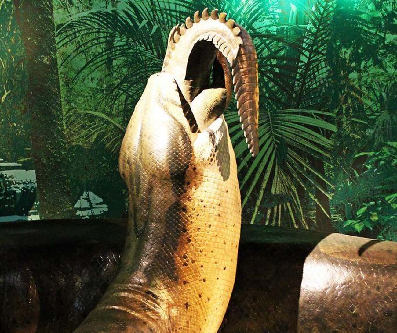 The Titanoboa Snake Weighed As Much As A Sedan