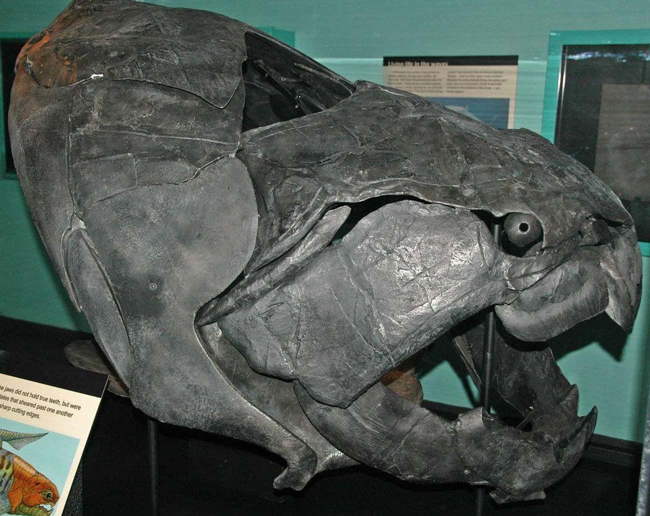 The Dunkleosteus Could Bite You In Half