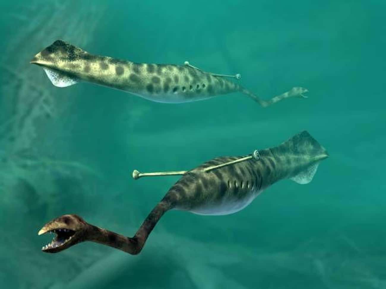 The Tully Monster Was An Ancient Lamprey