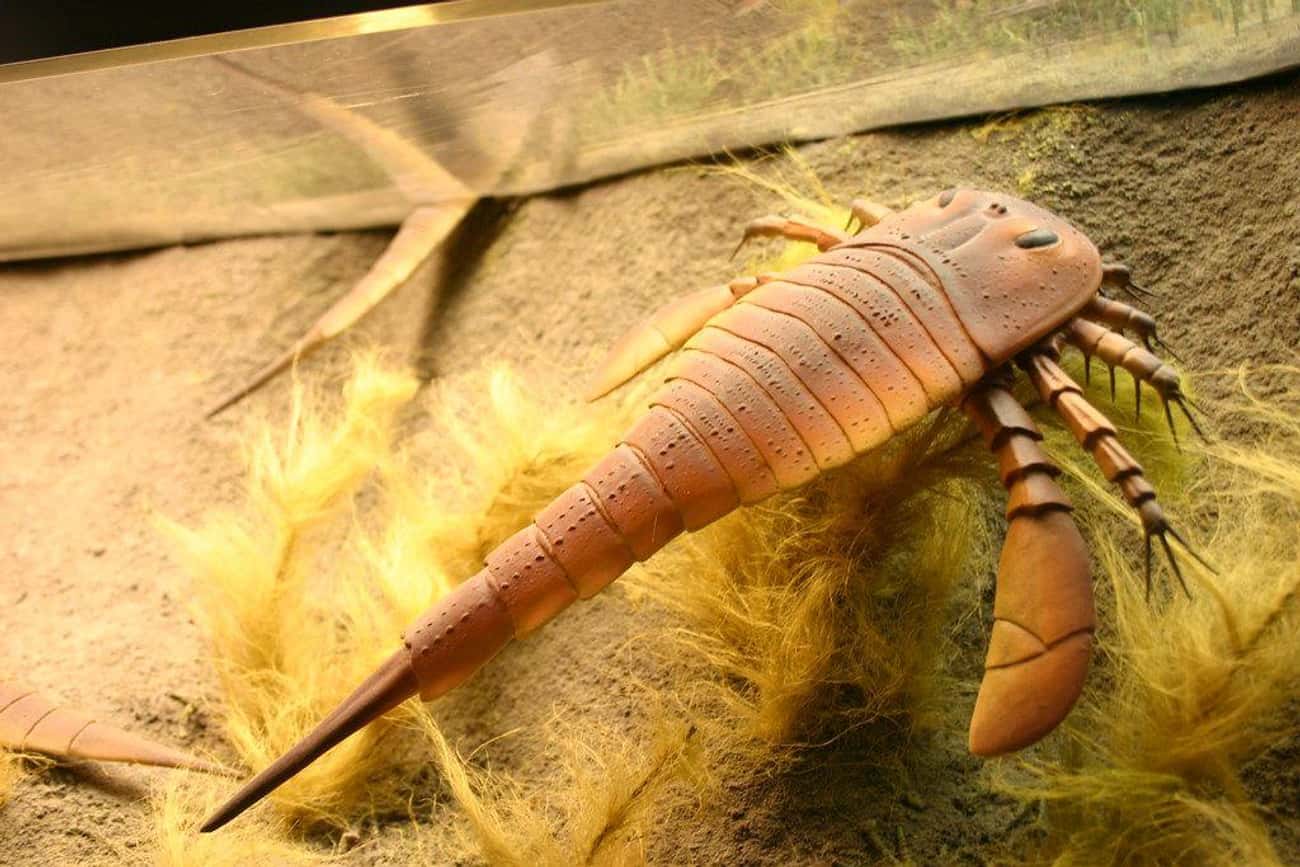 Sea Scorpions Could Be 6 Feet Long