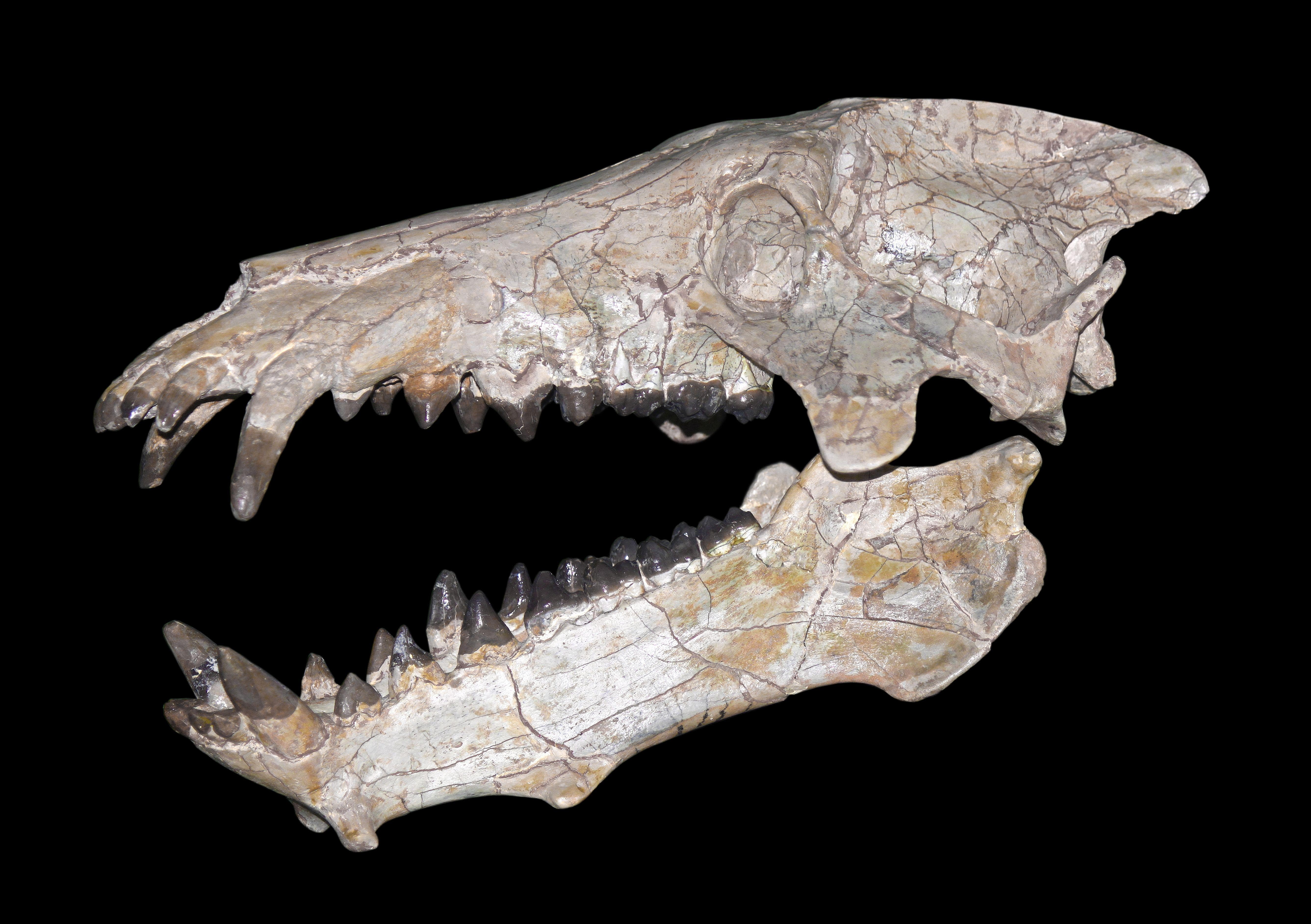 Prehistoric Animals That Sound Made Up – But Aren’t