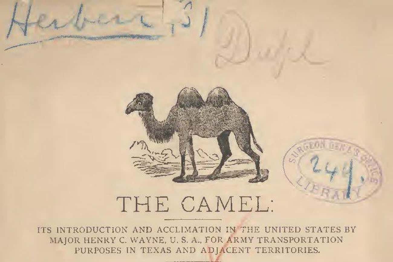 The Army Imported Camels To Texas, Where They Terrorized Settlers Across The West