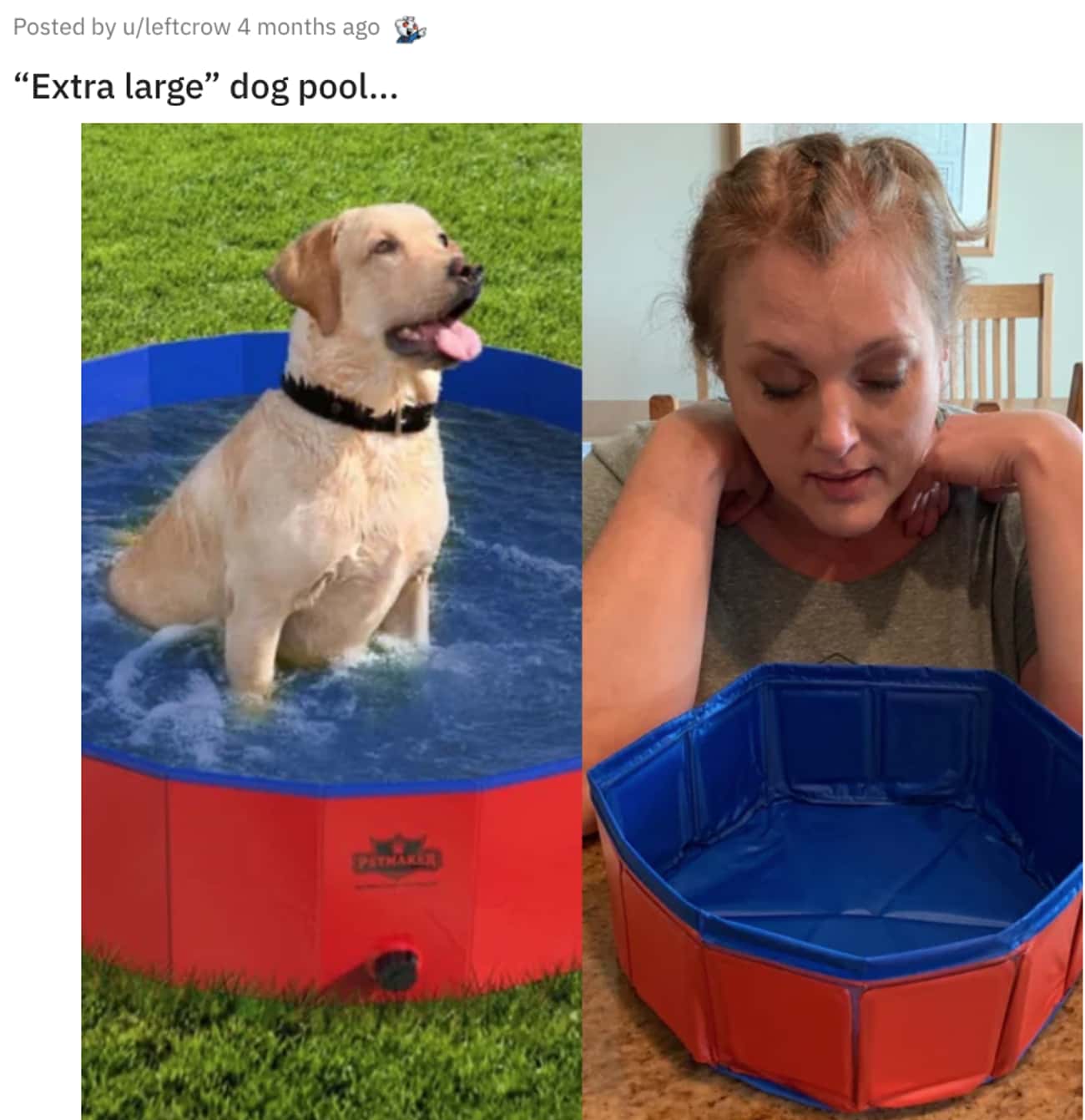 This 'Extra Large' Dog Pool