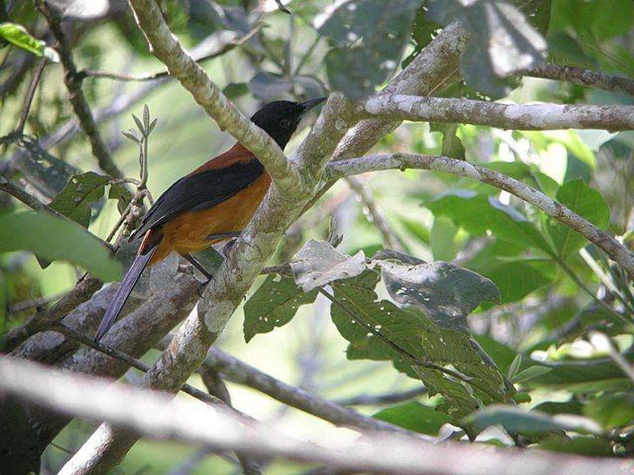 Hooded Pitohui Birds Are Toxic To The Touch