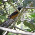 Hooded Pitohui Birds Are Toxic To The Touch on Random Fascinating Scientific Facts We Just Learned That Made Us Say ‘Really?’