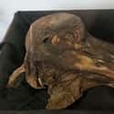 The Preserved Head Of A Dodo Bird on Random Fascinating Photos Of Animal Remains That Made Us Say ‘Whoa’