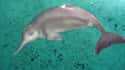 Qiqi, Possibly The Last Yangtze River Dolphin - 2002  on Random Pictures Of Endlings, Possibly The Last Members Of Their Species