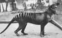 Benjamin, The Last Captive Tasmanian Tiger - 1933 on Random Pictures Of Endlings, Possibly The Last Members Of Their Species