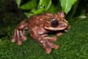 Toughie, The Last Rabbs' Fringe-Limbed Tree Frog - 2011 on Random Pictures Of Endlings, Possibly The Last Members Of Their Species