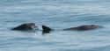 A Pair Of The Possibly 19 Remaining Wild Vaquitas - 2008 on Random Pictures Of Endlings, Possibly The Last Members Of Their Species