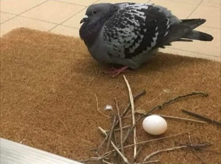 Птенцы голубей почему их никто не видит. Гнездо голубя. Голубиное гнездо. Голубь свил гнездо. Голубь свил гнездо.