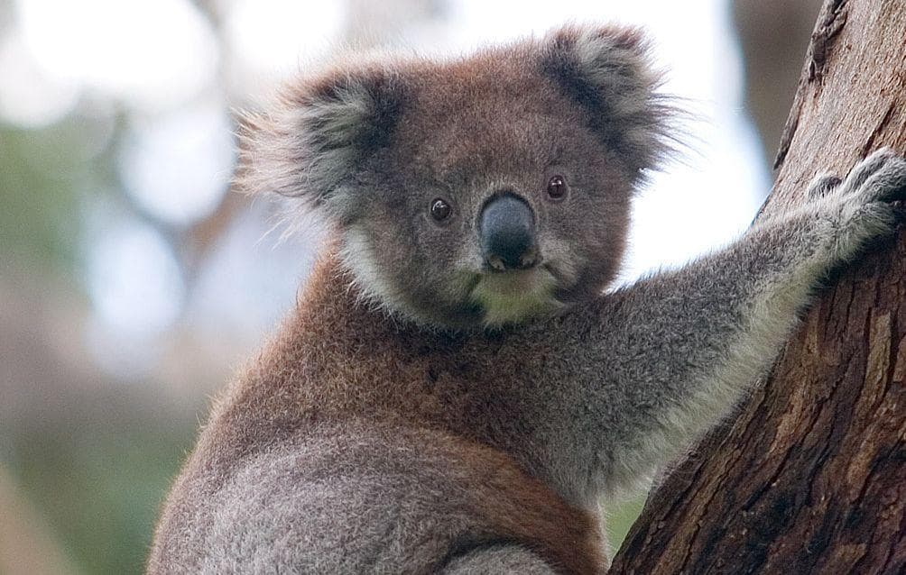 12 Wild Facts About Wild Animals We Just Learned That We Can t Get Out