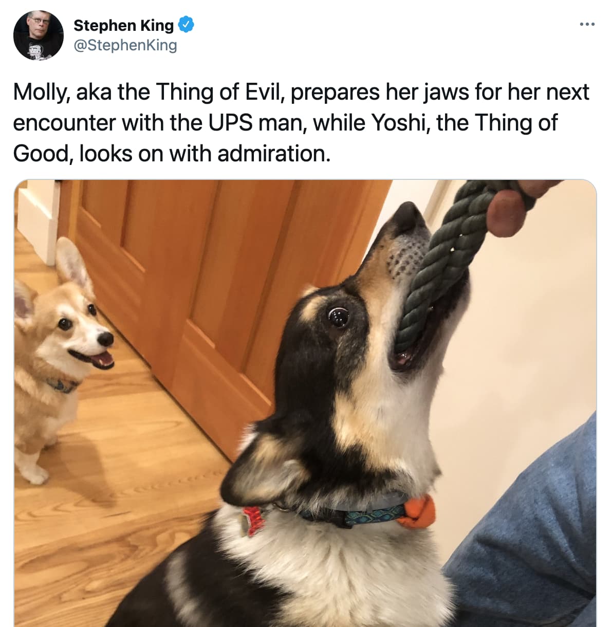 22 Stephen King Tweets About His Corgi Molly