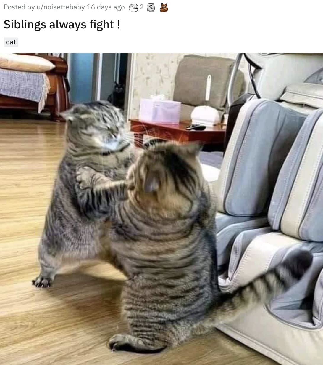 22 Funny Animal Photos We Found This Month Of People's Bossiest Pets