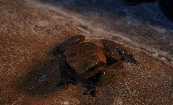 Snape Attempts To Poison Neville's Pet