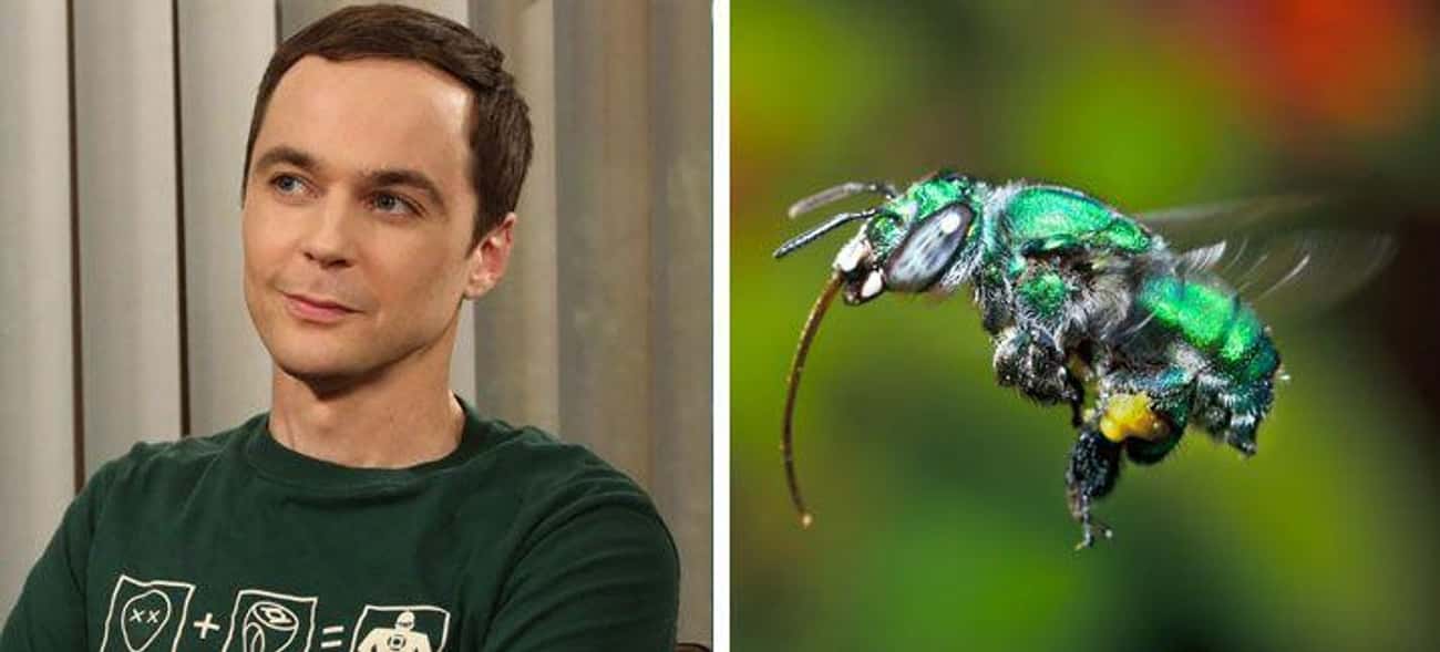 The Euglossa Bazinga Bee Is Named In Honor Of Sheldon's Catchphrase